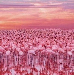 Meet your Posher, Tamiko